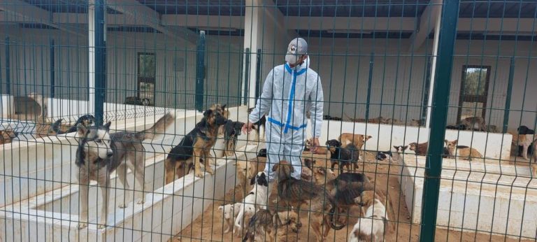 المغرب يرصد 8 ملايين درهم لاقتناء أدوية للقتل الرحيم للكلاب والقطط “المستعصية العلاج”