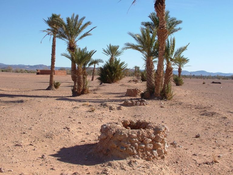 واحات المغرب تحت التهديد .. التغيرات المناخية والزراعة المكثفة تلتهم “النخيل”